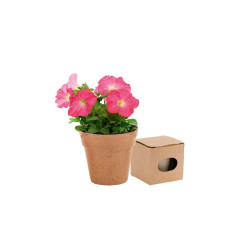 MACETERO BIODEGRADABLE CON SEMILLAS DE PETUNIA